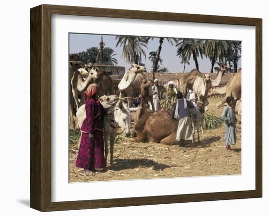 Camel Market, Darwa, Egypt, North Africa, Africa-Doug Traverso-Framed Photographic Print