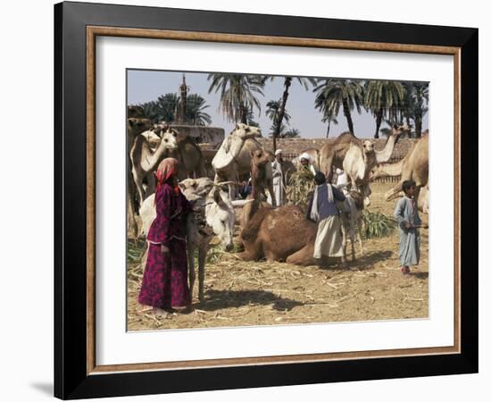 Camel Market, Darwa, Egypt, North Africa, Africa-Doug Traverso-Framed Photographic Print