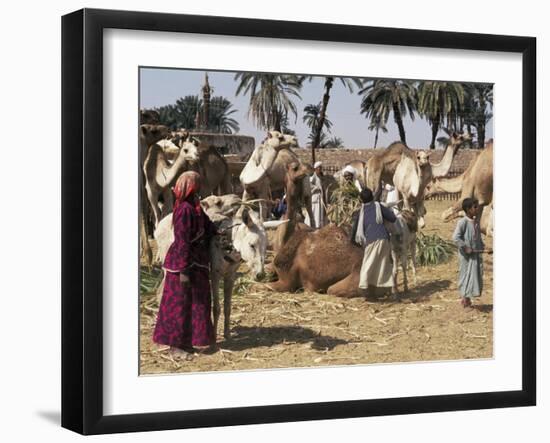 Camel Market, Darwa, Egypt, North Africa, Africa-Doug Traverso-Framed Photographic Print