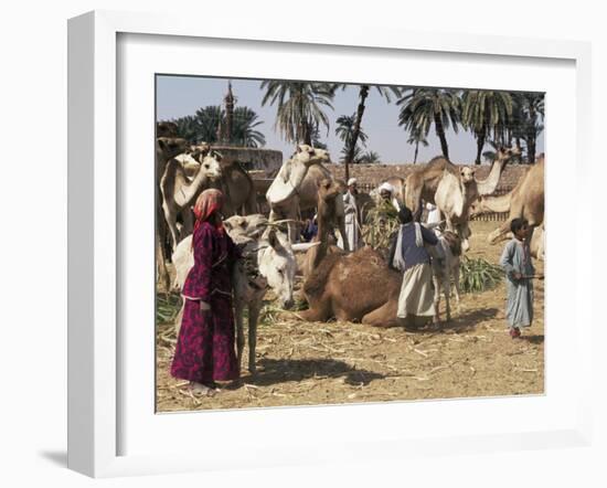 Camel Market, Darwa, Egypt, North Africa, Africa-Doug Traverso-Framed Photographic Print