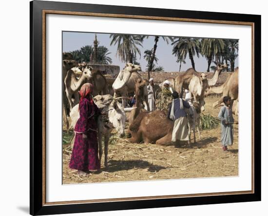 Camel Market, Darwa, Egypt, North Africa, Africa-Doug Traverso-Framed Photographic Print