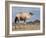 Camel Near Stuart Highway, Outback, Northern Territory, Australia-David Wall-Framed Photographic Print