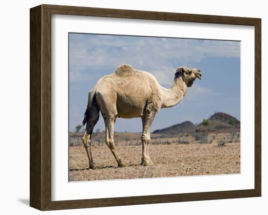 Camel Near Stuart Highway, Outback, Northern Territory, Australia-David Wall-Framed Photographic Print