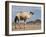 Camel Near Stuart Highway, Outback, Northern Territory, Australia-David Wall-Framed Photographic Print