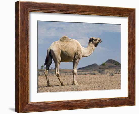 Camel Near Stuart Highway, Outback, Northern Territory, Australia-David Wall-Framed Photographic Print