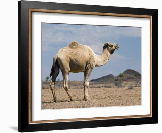 Camel Near Stuart Highway, Outback, Northern Territory, Australia-David Wall-Framed Photographic Print