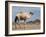 Camel Near Stuart Highway, Outback, Northern Territory, Australia-David Wall-Framed Photographic Print