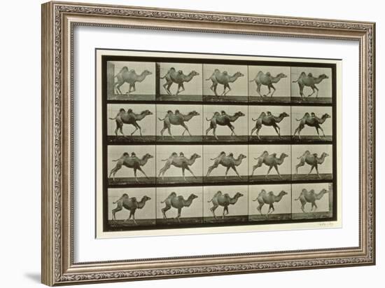 Camel, Plate from 'Animal Locomotion', 1887-Eadweard Muybridge-Framed Giclee Print