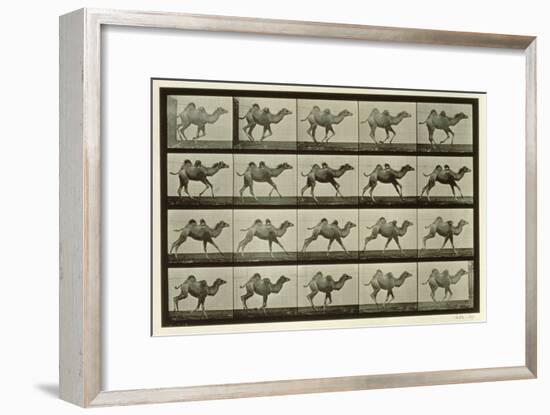 Camel, Plate from 'Animal Locomotion', 1887-Eadweard Muybridge-Framed Giclee Print