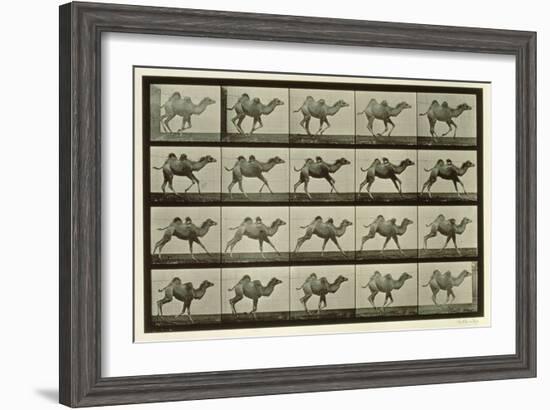 Camel, Plate from 'Animal Locomotion', 1887-Eadweard Muybridge-Framed Giclee Print