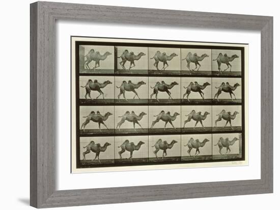 Camel, Plate from 'Animal Locomotion', 1887-Eadweard Muybridge-Framed Giclee Print