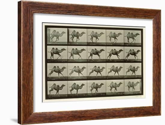 Camel, Plate from 'Animal Locomotion', 1887-Eadweard Muybridge-Framed Giclee Print