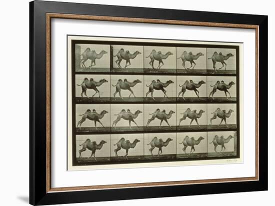 Camel, Plate from 'Animal Locomotion', 1887-Eadweard Muybridge-Framed Giclee Print