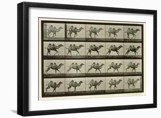 Camel, Plate from 'Animal Locomotion', 1887-Eadweard Muybridge-Framed Giclee Print