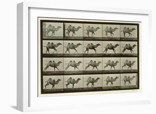 Camel, Plate from 'Animal Locomotion', 1887-Eadweard Muybridge-Framed Giclee Print