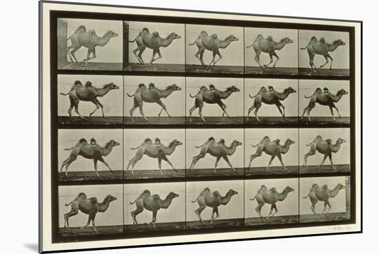 Camel, Plate from 'Animal Locomotion', 1887-Eadweard Muybridge-Mounted Giclee Print