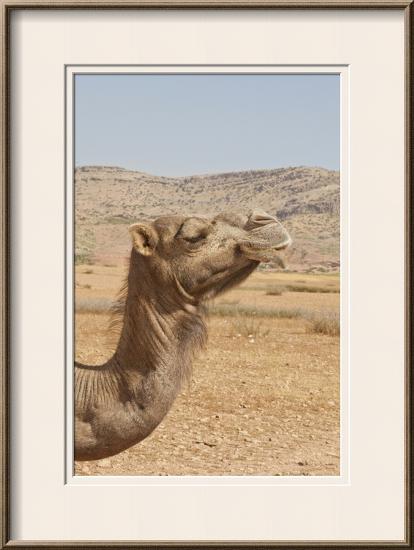 Camel Profile-null-Framed Photographic Print
