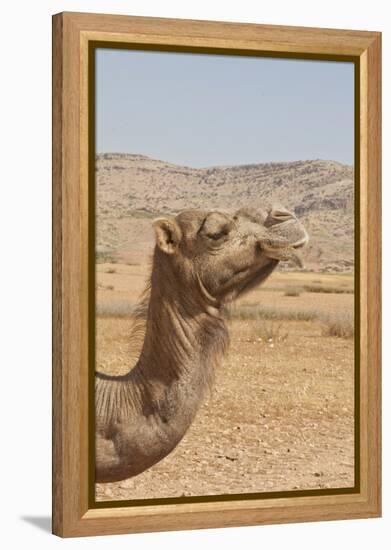 Camel Profile-null-Framed Premier Image Canvas