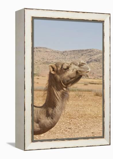 Camel Profile-null-Framed Premier Image Canvas