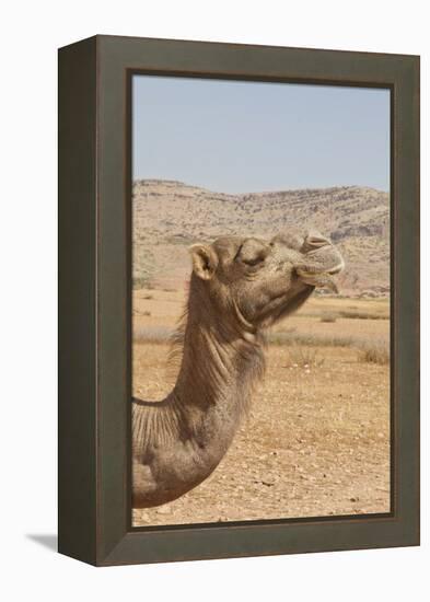 Camel Profile-null-Framed Premier Image Canvas