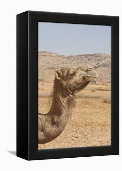 Camel Profile-null-Framed Premier Image Canvas