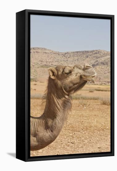 Camel Profile-null-Framed Premier Image Canvas