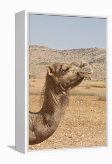 Camel Profile-null-Framed Premier Image Canvas