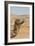 Camel Profile-null-Framed Premium Photographic Print