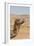Camel Profile-null-Framed Premium Photographic Print