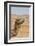 Camel Profile-null-Framed Photographic Print