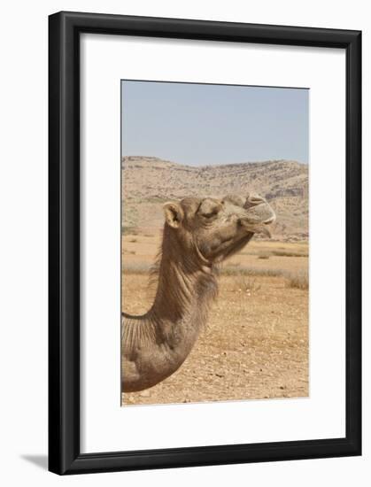 Camel Profile-null-Framed Photographic Print