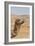 Camel Profile-null-Framed Photographic Print