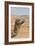 Camel Profile-null-Framed Photographic Print