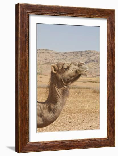 Camel Profile-null-Framed Photographic Print