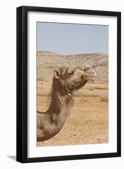 Camel Profile--Framed Photographic Print