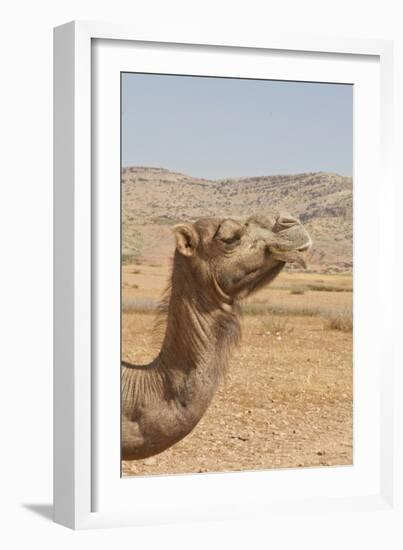 Camel Profile--Framed Photographic Print