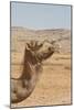 Camel Profile-null-Mounted Photographic Print