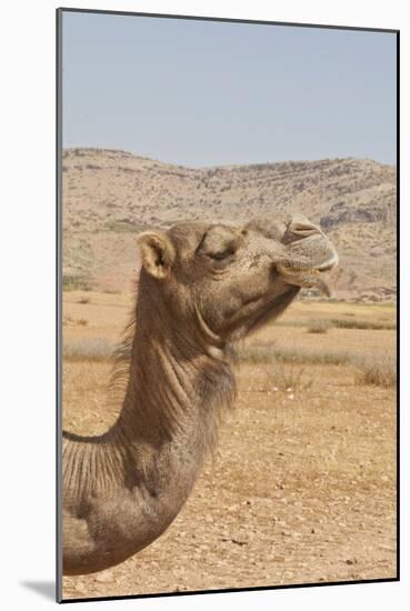 Camel Profile-null-Mounted Photographic Print