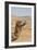 Camel Profile-null-Framed Photographic Print