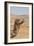 Camel Profile-null-Framed Photographic Print