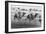 Camel Race in Saudi Arabia in Honour of Queen Elizabeth Ii's Visit to To the Middle East, 1979-null-Framed Photo