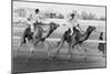 Camel Race in Saudi Arabia in Honour of Queen Elizabeth Ii's Visit to To the Middle East, 1979-null-Mounted Photo