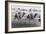 Camel Race in Saudi Arabia in Honour of Queen Elizabeth Ii's Visit to To the Middle East, 1979-null-Framed Photo