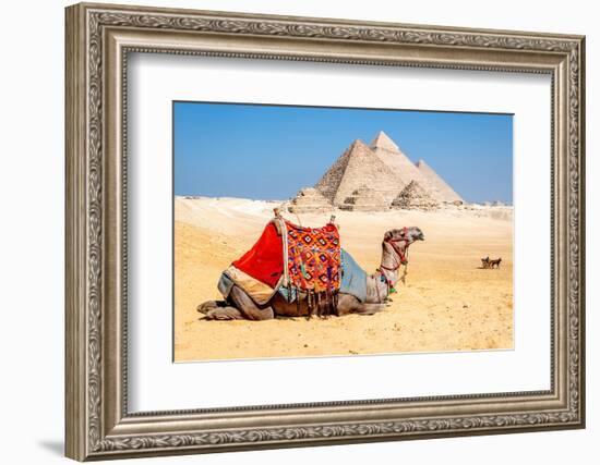 Camel Resting by the Pyramids, Giza, Egypt-Richard Silver-Framed Photographic Print