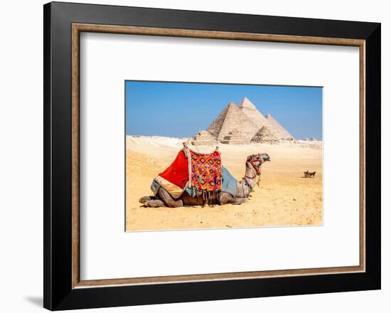 Camel Resting by the Pyramids, Giza, Egypt-Richard Silver-Framed Photographic Print