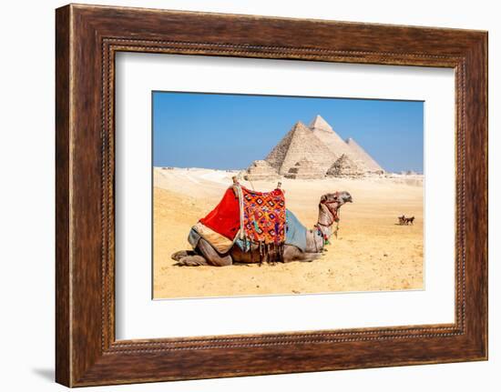 Camel Resting by the Pyramids, Giza, Egypt-Richard Silver-Framed Photographic Print