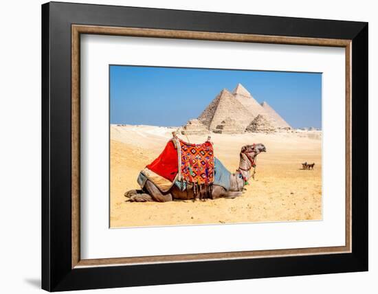 Camel Resting by the Pyramids, Giza, Egypt-Richard Silver-Framed Photographic Print