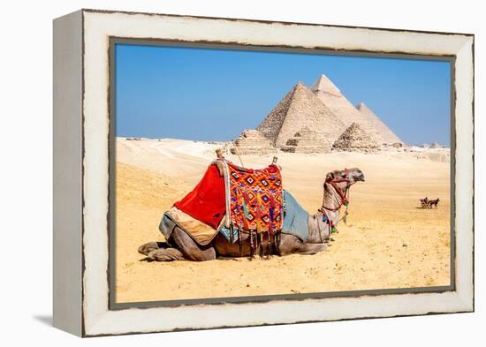 Camel Resting by the Pyramids, Giza, Egypt-Richard Silver-Framed Premier Image Canvas