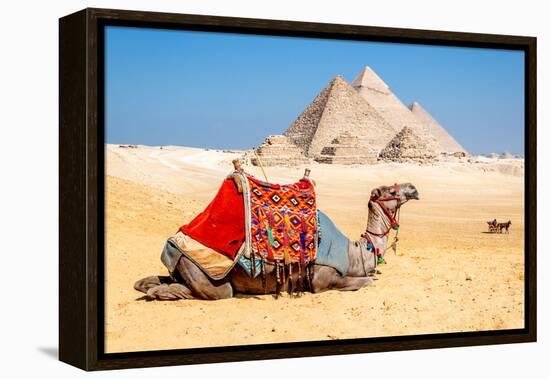 Camel Resting by the Pyramids, Giza, Egypt-Richard Silver-Framed Premier Image Canvas