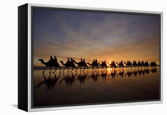 Camel Safari Famous Camel Safari on Broom's Cable-null-Framed Premier Image Canvas